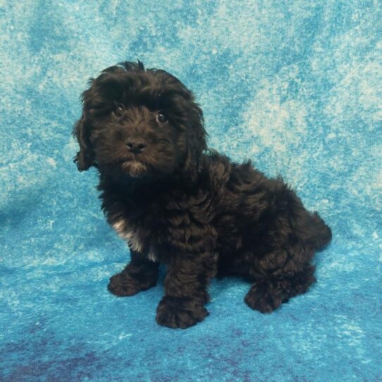 Lhasa-Poo-DOG-Male-Black-2059-Petland Pensacola, Florida