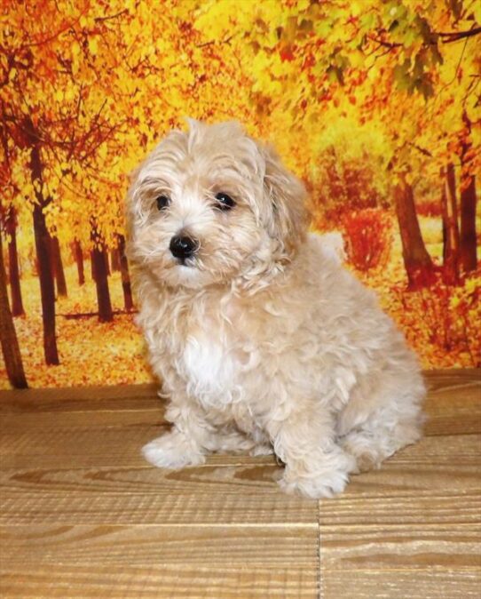 Maltipoo-DOG-Male-Apricot-2066-Petland Pensacola, Florida