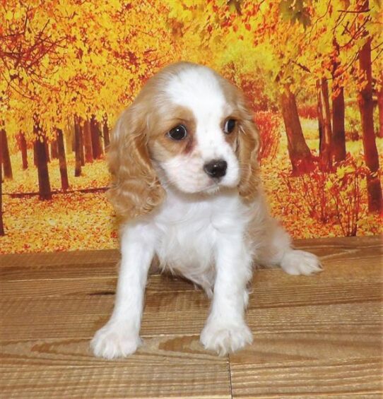 Cockalier DOG Female Blenheim 2067 Petland Pensacola, Florida