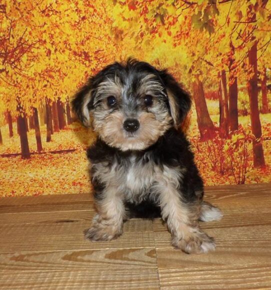 Yorkie-Poo DOG Male Black / Tan 2068 Petland Pensacola, Florida