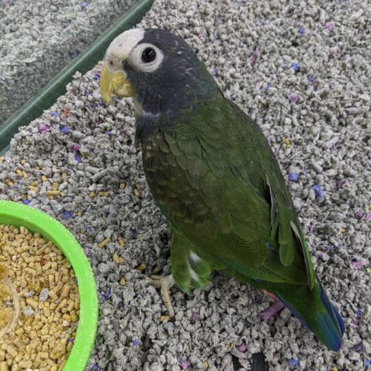 White-Capped Pionus-BIRD-Female--510-Petland Pensacola, Florida