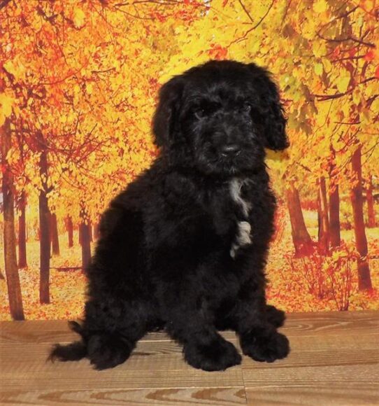 Bernedoodle DOG Male Black 2069 Petland Pensacola, Florida