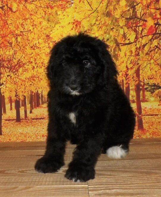 Bernedoodle DOG Female Black 2070 Petland Pensacola, Florida