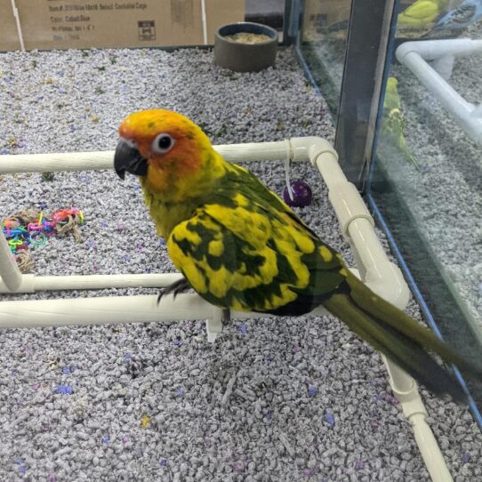 Sun Conure-BIRD-Unknown--511-Petland Pensacola, Florida