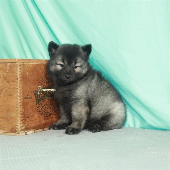 Keeshond DOG Female Silver / Black 2075 Petland Pensacola, Florida