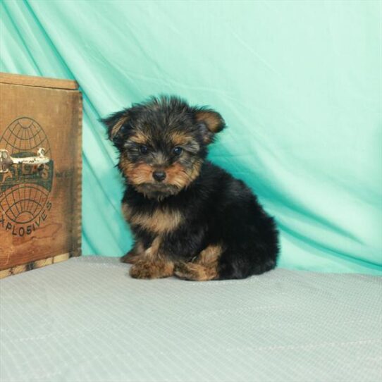 Yor-Sil-DOG-Male-Black / Tan-2077-Petland Pensacola, Florida