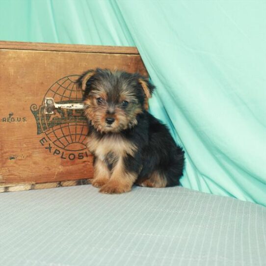 Yorkie DOG Female Black / Tan 2078 Petland Pensacola, Florida