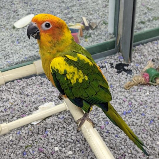 Sun Conure-BIRD-Unknown--512-Petland Pensacola, Florida