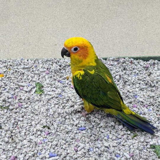 Sun Conure-BIRD-Unknown--513-Petland Pensacola, Florida