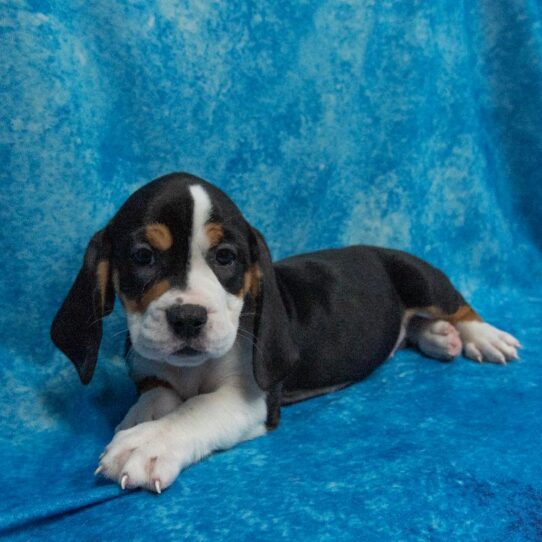 Basset Hound-Old English Bulldog-DOG-Female-Black / Tan-2076-Petland Pensacola, Florida