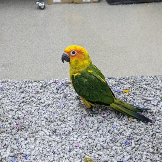 Sun Conure BIRD Unknown 514 Petland Pensacola, Florida