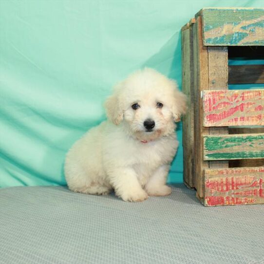 Bichon-Poodle DOG Male Cream 2111 Petland Pensacola, Florida