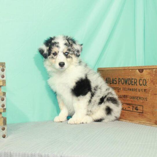 Australian-English Shepherd-DOG-Female-Blue Merle-2112-Petland Pensacola, Florida