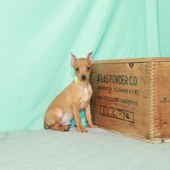 Min Pin-DOG-Male-Red-2115-Petland Pensacola, Florida