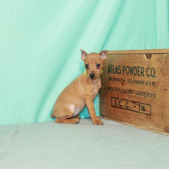 Min Pin-DOG-Female-Red-2116-Petland Pensacola, Florida