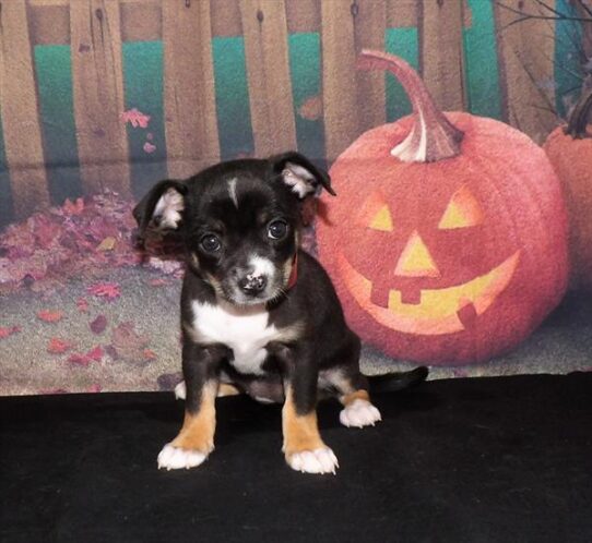 Chihuahua-DOG-Female-Black White / Tan-2117-Petland Pensacola, Florida