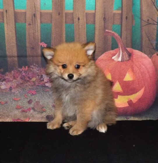 Pomeranian DOG Male Orange Sable 2118 Petland Pensacola, Florida