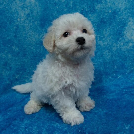 Bichon DOG Male White 2147 Petland Pensacola, Florida