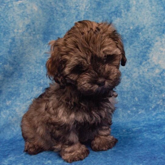 Lhasa-Poo-DOG-Male-Golden-2152-Petland Pensacola, Florida