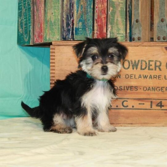 Morkie DOG Female Black/Tan 407 Petland Pensacola, Florida