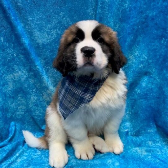 Saint Bernard-DOG-Male-Brown/white-429-Petland Pensacola, Florida