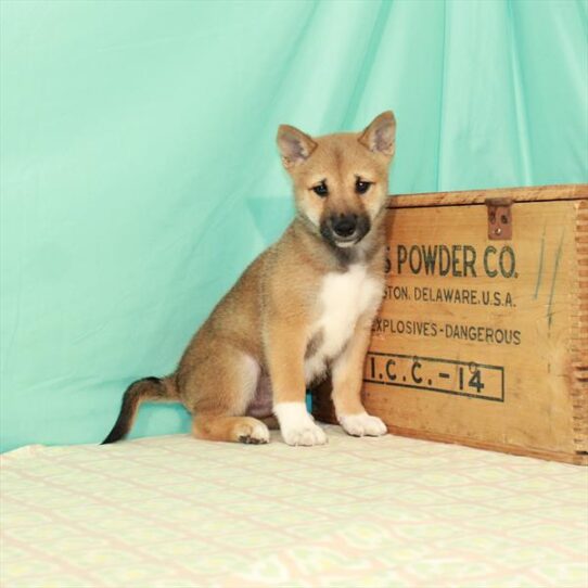 Shiba Inu DOG Male Red Sesame 2169 Petland Pensacola, Florida