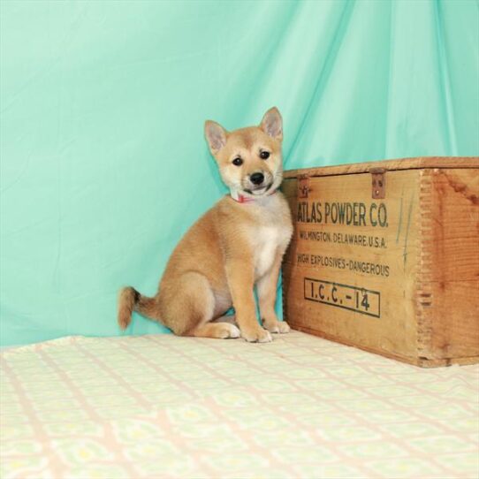 Shiba Inu DOG Female Red Sesame 2170 Petland Pensacola, Florida