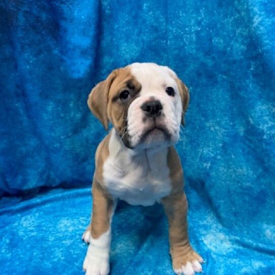 Victorian Bulldog DOG Female Red/White 368 Petland Pensacola, Florida