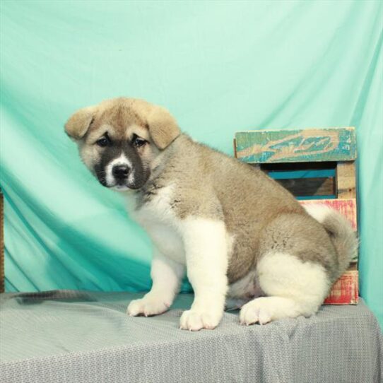 Akita DOG Male Fawn 2173 Petland Pensacola, Florida