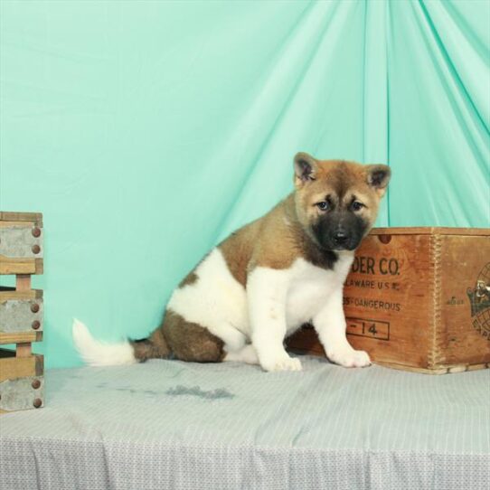 Akita DOG Female Red Gold / White 2174 Petland Pensacola, Florida