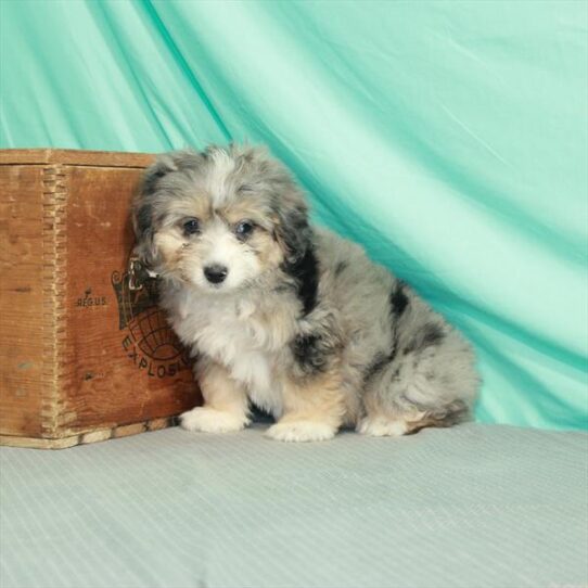 Aussiedoodle DOG Male Blue Merle 2175 Petland Pensacola, Florida