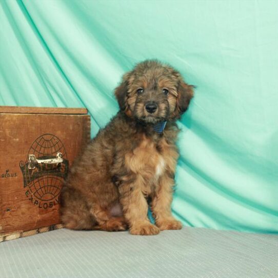 Aussiedoodle DOG Female Cafe Au Lait 2176 Petland Pensacola, Florida