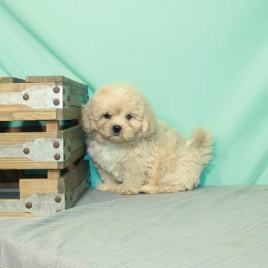 Peke-a-poo-DOG-Male-Apricot-2179-Petland Pensacola, Florida