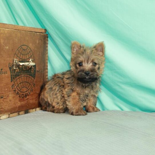 Cairn Terrier DOG Male Wheaten 2180 Petland Pensacola, Florida