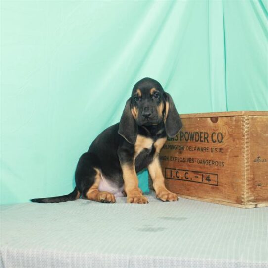 Bloodhound DOG Male Black / Tan 2181 Petland Pensacola, Florida