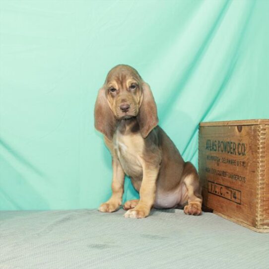 Bloodhound DOG Female Liver / Tan 2182 Petland Pensacola, Florida