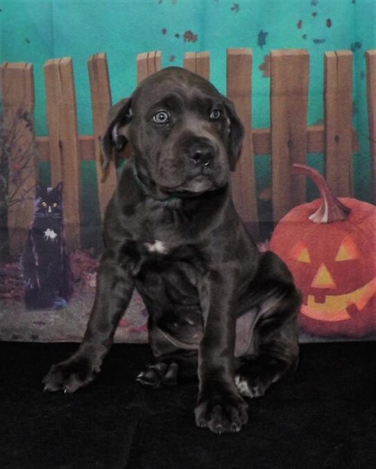 Cane Corso DOG Female Blue 2185 Petland Pensacola, Florida