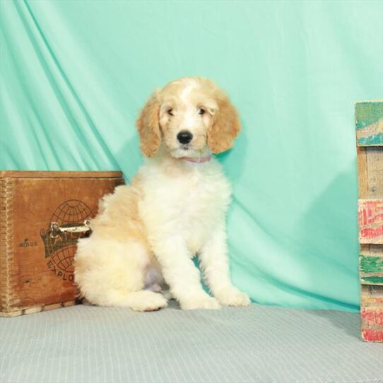 Goldendoodle 2 Gen-DOG-Male-White / Gold-2210-Petland Pensacola, Florida