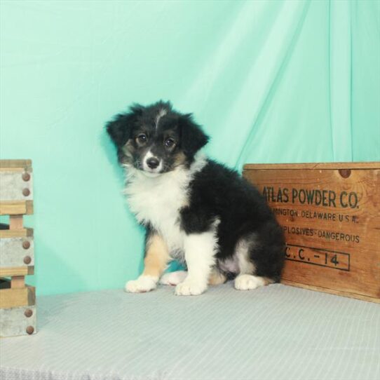 Australian-English Shepherd-DOG-Female-Black / Tan-2211-Petland Pensacola, Florida