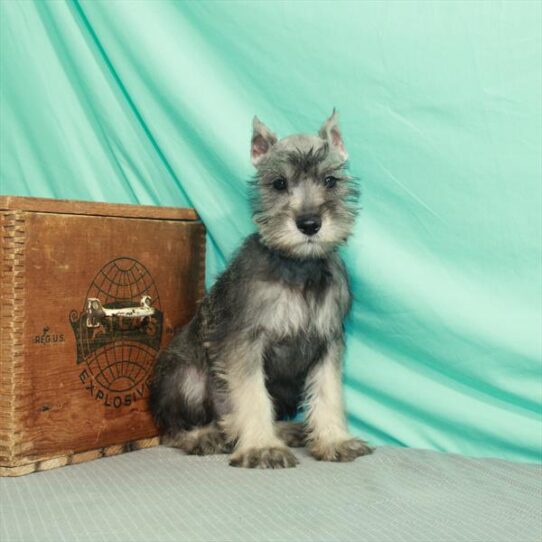 Mini Schnauzer DOG Male Salt / Pepper 2212 Petland Pensacola, Florida