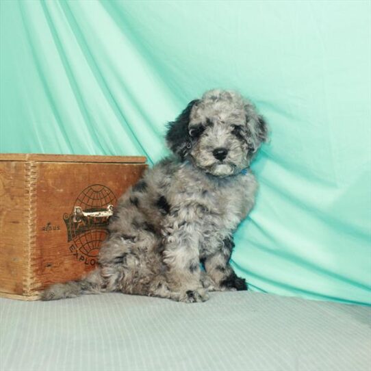 Mini Bernedoodle-DOG-Male-Blue Merle-2213-Petland Pensacola, Florida