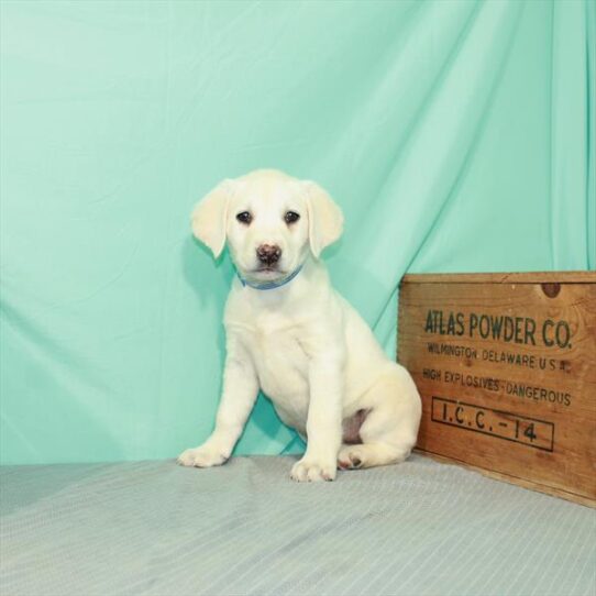 Labrador Retriever-DOG-Female-Yellow-2217-Petland Pensacola, Florida