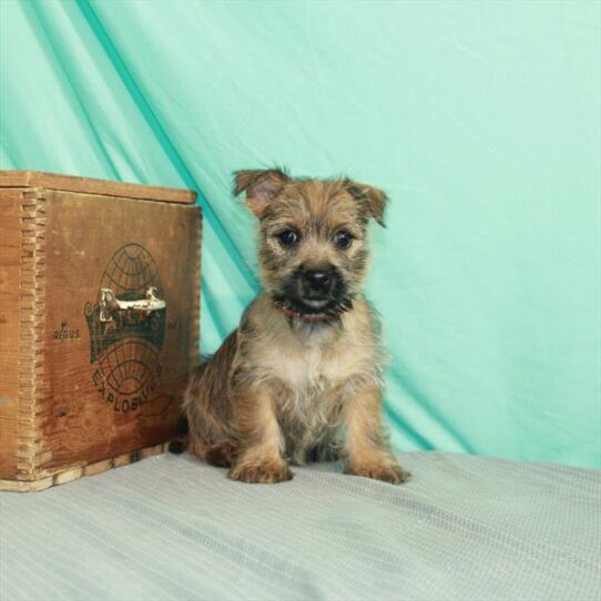 Cairn Terrier DOG Female Wheaten 2218 Petland Pensacola, Florida