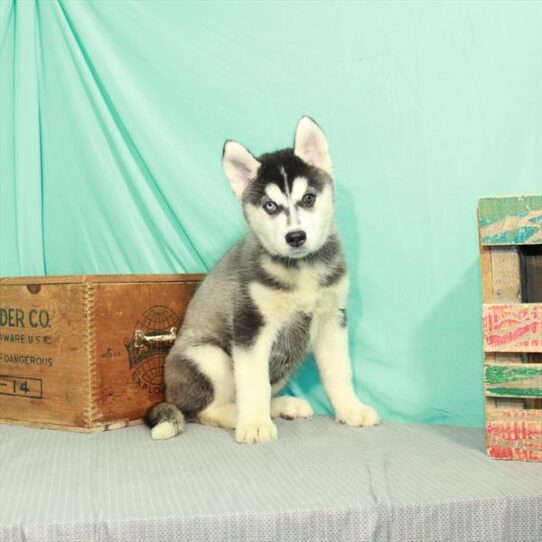 Siberian Husky-DOG-Male-Black / White-2220-Petland Pensacola, Florida