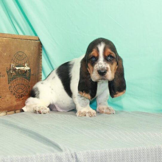 Basset Hound DOG Female White Black / Tan 2221 Petland Pensacola, Florida