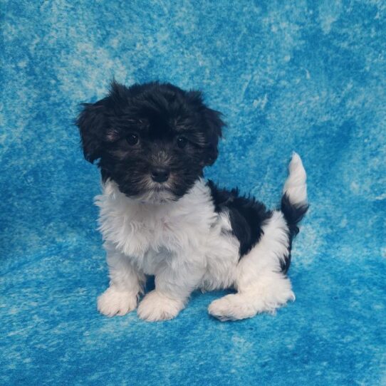 Havanese DOG Female Tri 2234 Petland Pensacola, Florida