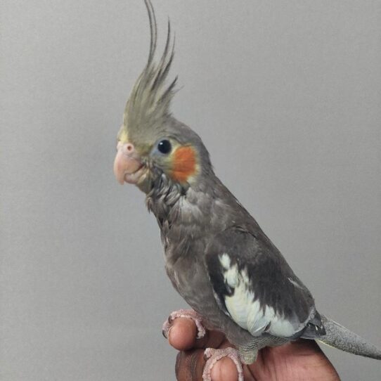 Cockatiel-BIRD-Unknown-Normal-2098-Petland Pensacola, Florida