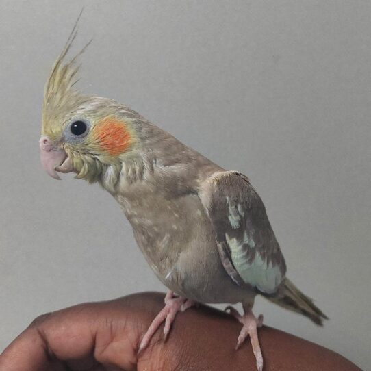 Cockatiel-BIRD-Unknown-Cinnamon-2099-Petland Pensacola, Florida