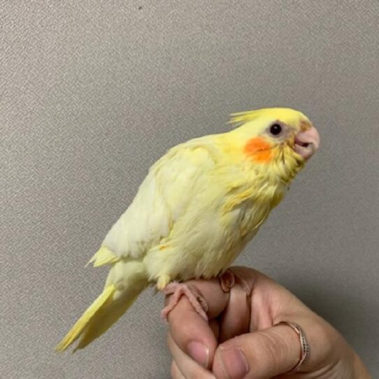 Cockatiel-BIRD-Unknown-Lutino-2100-Petland Pensacola, Florida