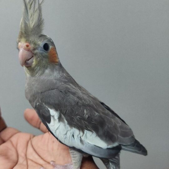 Cockatiel-BIRD-Unknown-Normal-1946-Petland Pensacola, Florida